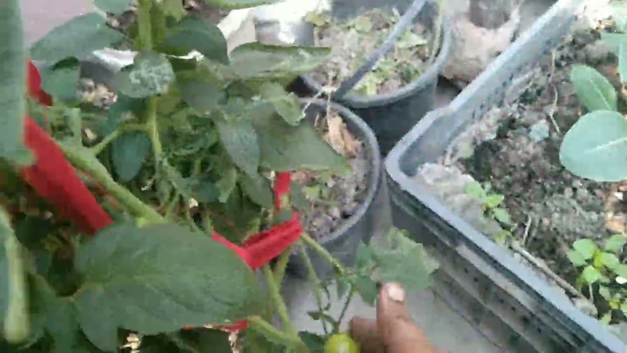 আজ ছাত বাগানে শিম টমাটো ও ধনিয়া পাতা লঙ্কা তুললাম চলুন দেখি 
