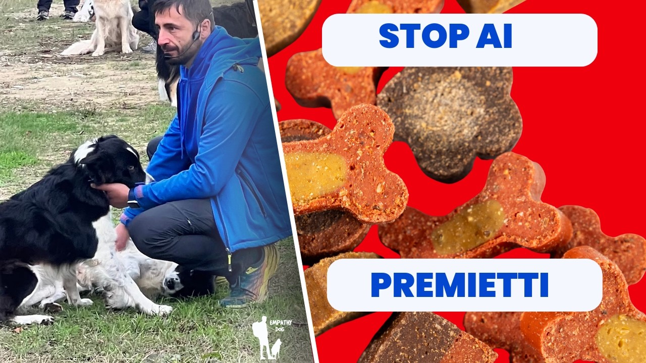 Basta far correre il tuo cane sperando che si calmi! 🛑