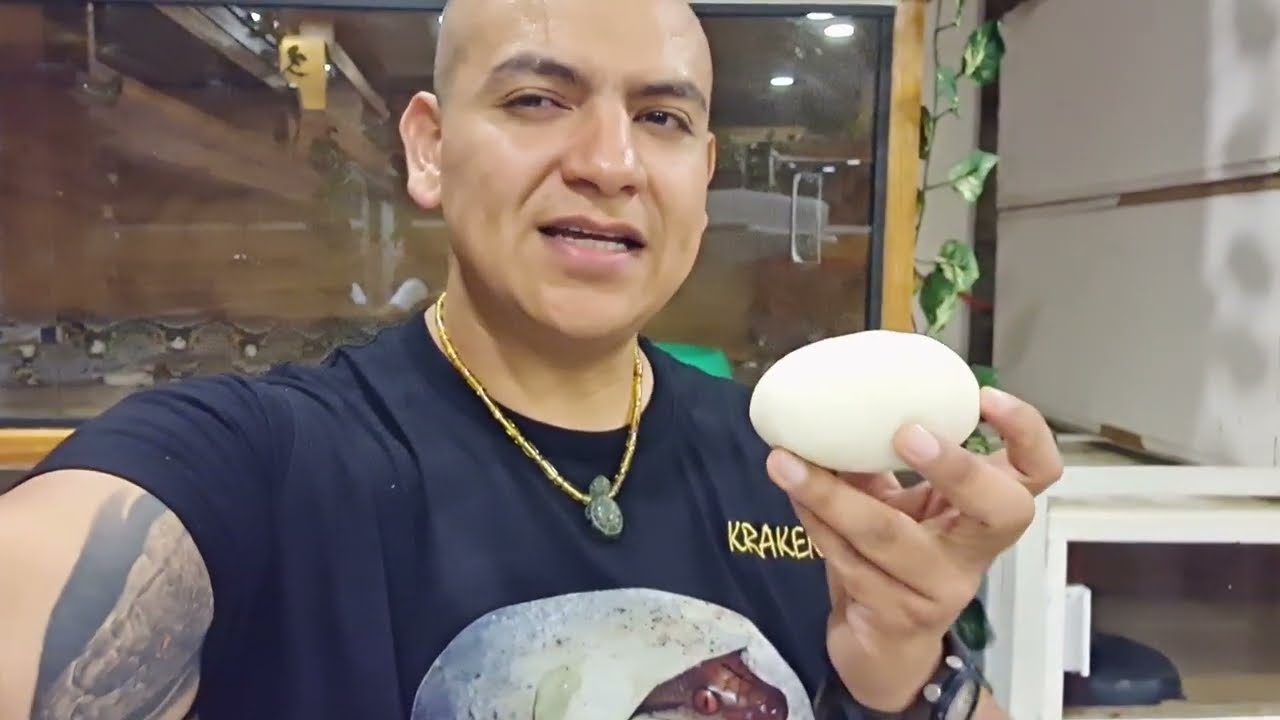 8va Puesta de la temporada, tips para criar pitones reticulados.