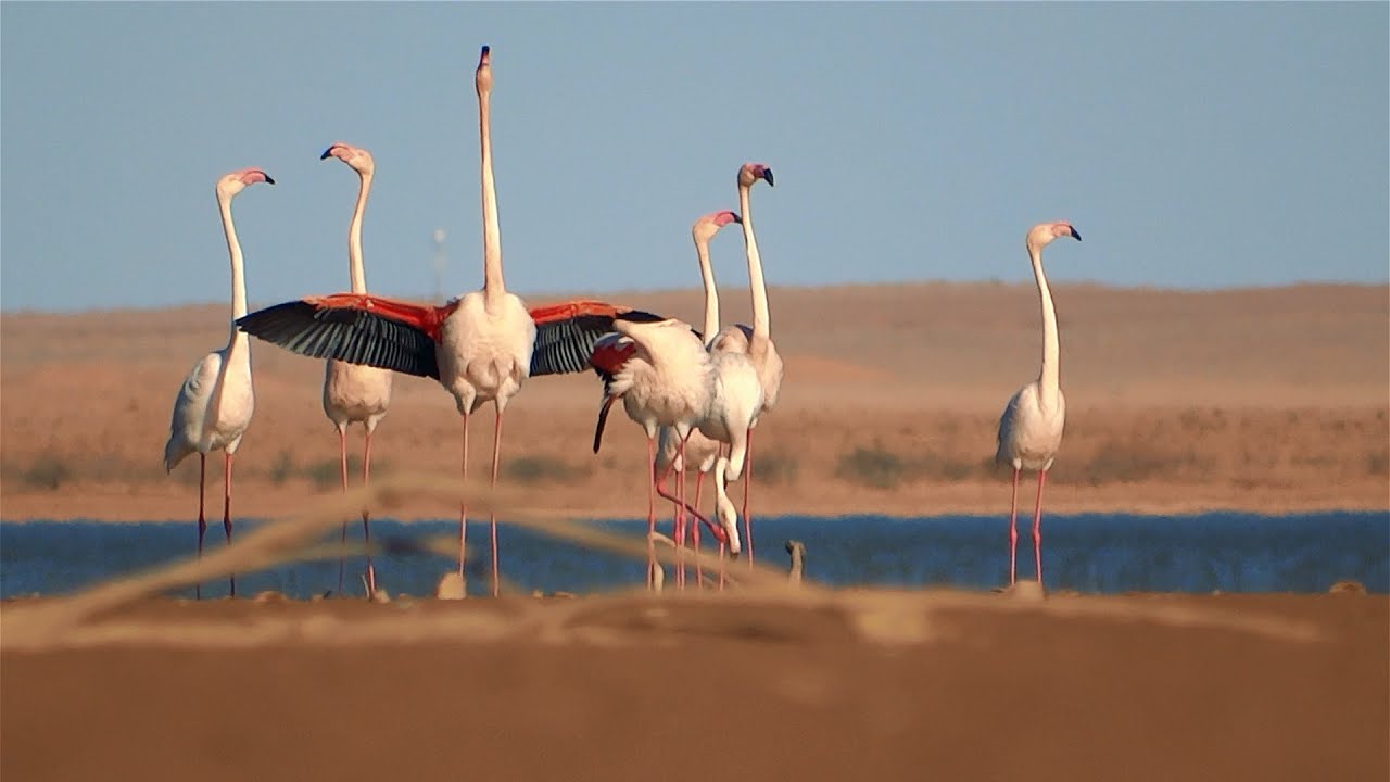 العالم المفقود  - من  اخراج  رضوان طاهرى
