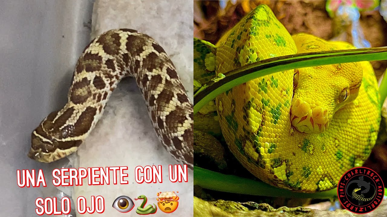 SERPIENTE CÍCLOPE 👁🐍/PITÓN VERDE DE ÁRBOL