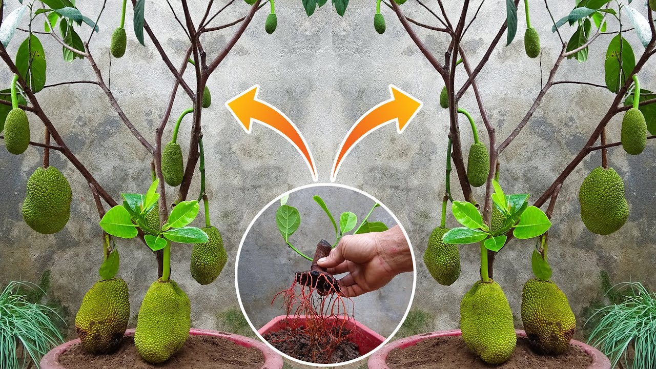 How To Planting jackfruit tree by simple method, high yield