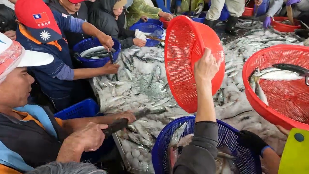 INSANE Fish Market Scramble! Hundreds Fight for Fresh Catch as Mountains of Fish Appear! 明發定置漁場 fish