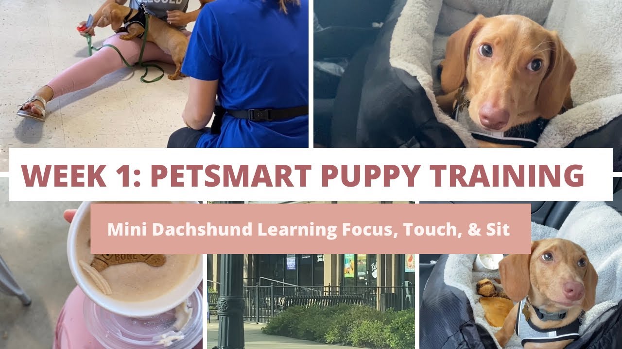 WEEK 1: PETSMART PUPPY TRAINING | TRAINING A MINIATURE DACHSHUND | EXPLORING BIRMINGHAM WITH GENO