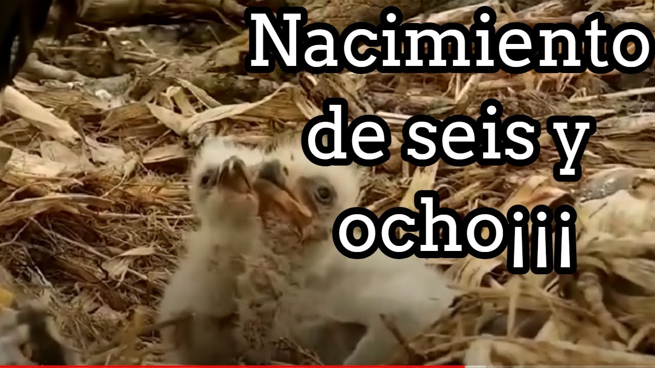 El nacimiento y los primeros 15 días de Seis y Ocho (Aguila Calva)