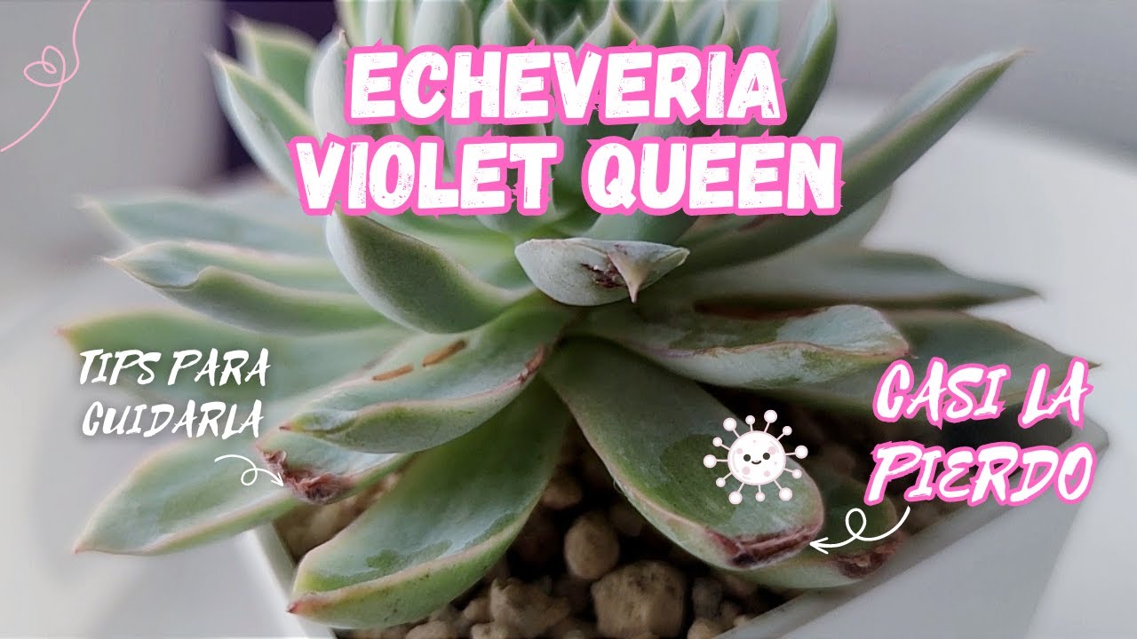 🥺CASI DESTRUYE MI SUCULENTA FAVORITA┃ECHEVERIA VIOLET QUEEN┃SUCULENTA MEXICANA