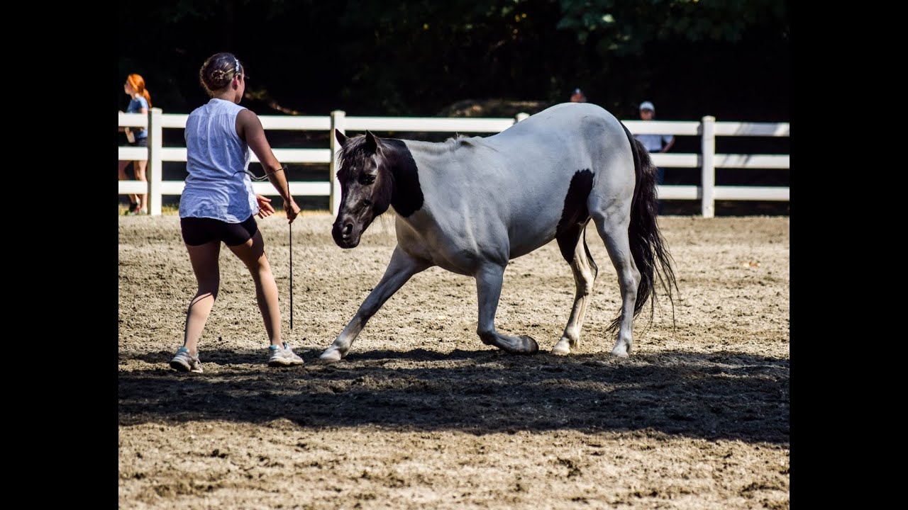 Dancing with Horses [Liberty performance]