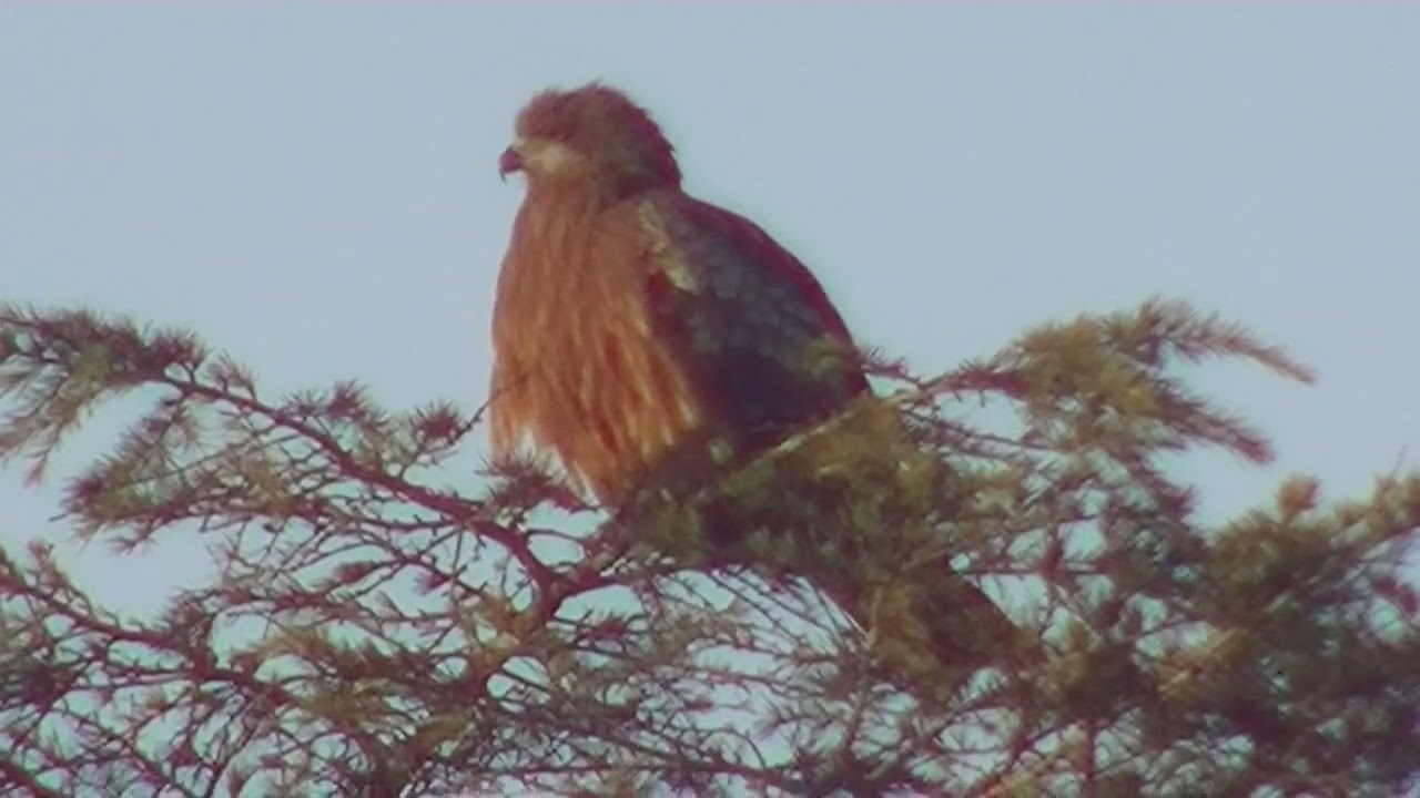 木のてっぺんのトンビ  (2.8)　2026東瀛太極拳社