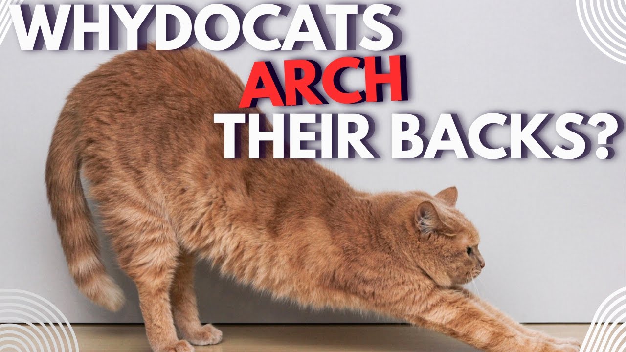 Stop Ignoring This Cat Signal and Learn Why Do Cats Arch Their Backs