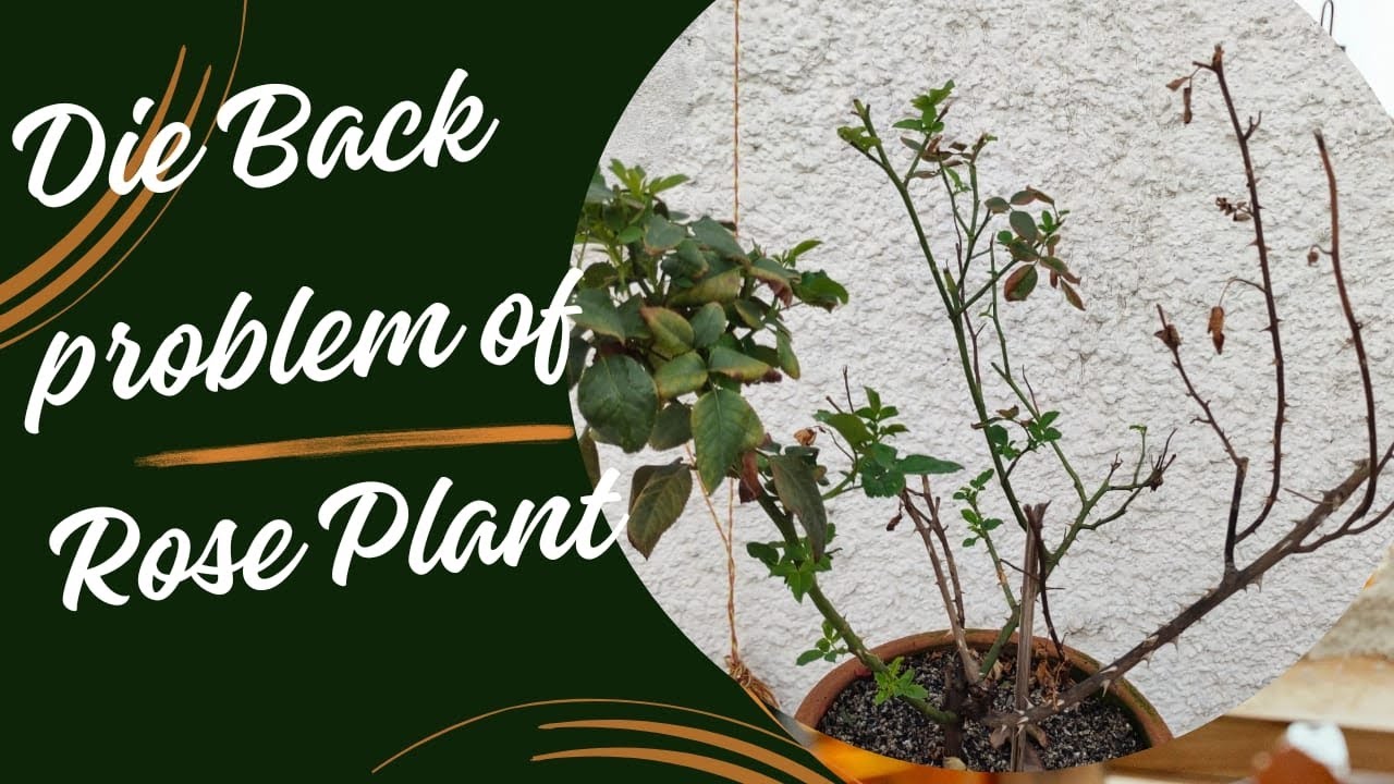 Die back problem of rose plants & solution