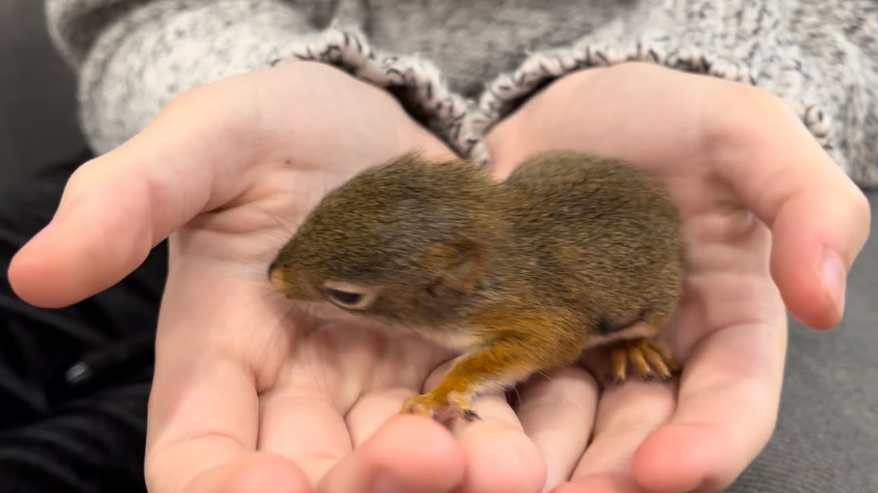 🐿️ SQUIRREL RESCUE! Her name is Ruddy.