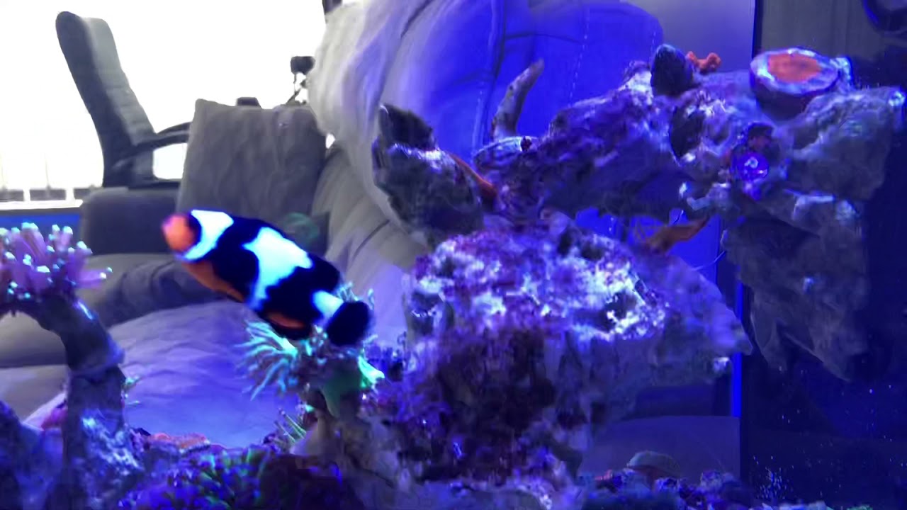 Walk around on a custom waterbox peninsula mini 25