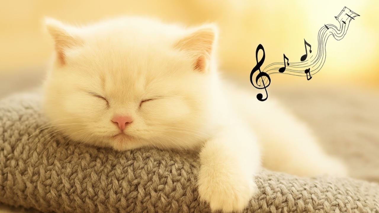 #Música para gatos. Sons que os gatos adoram. Música com harpa e som de água. #SomRelaxanteParaGatos