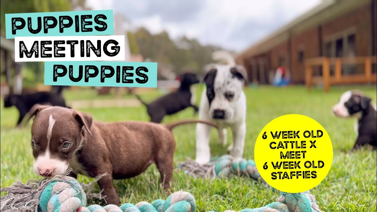 6 week old Cattle X Puppy Litter Meet 6 week old Staffy Puppy Litter