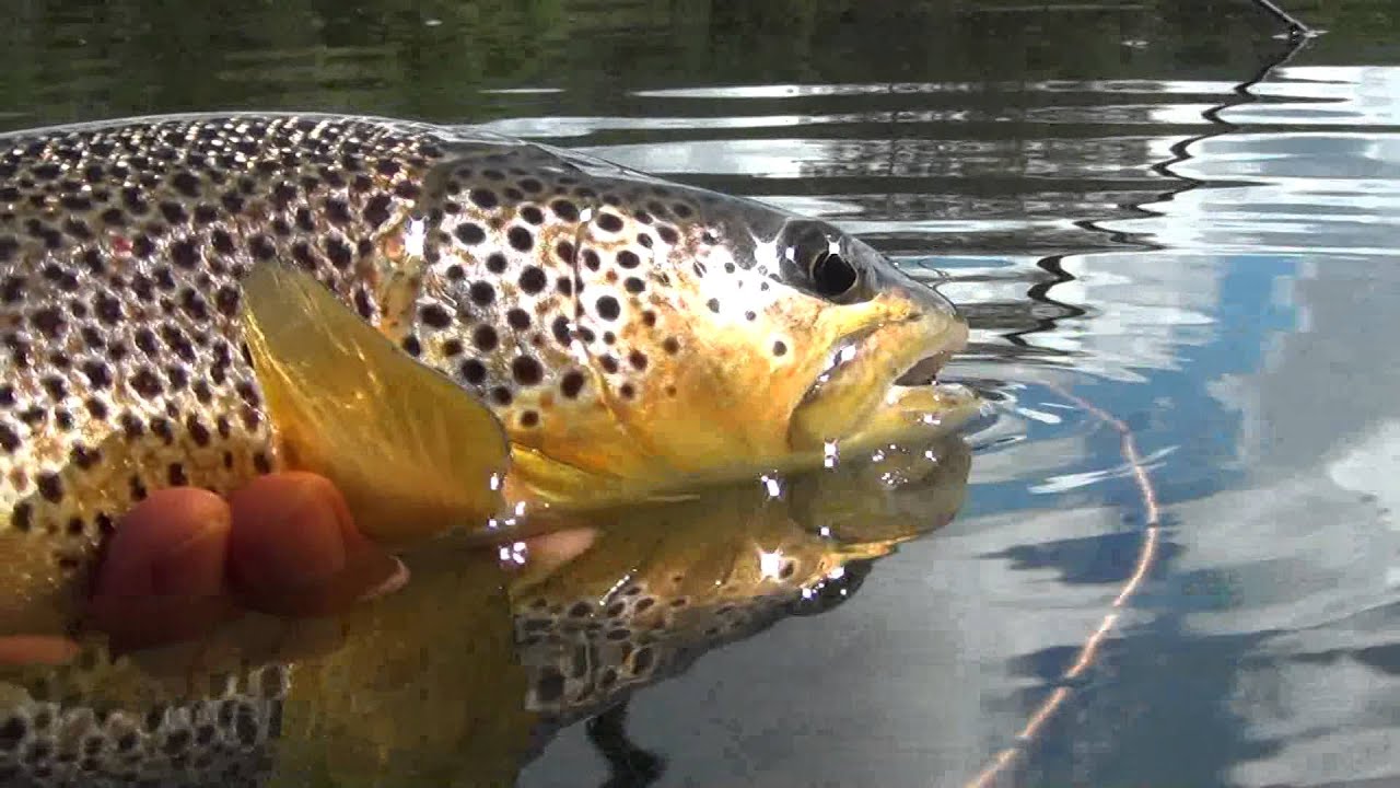 Fliegenfischen in Norwegen - Hemsila 2013