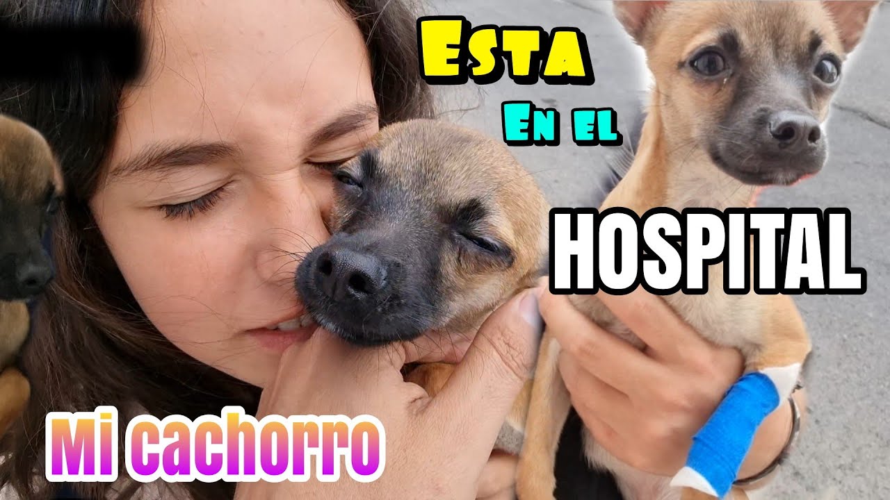 MI CACHORO se pone muy MALITO!!! Duerme en el HOSPITAL para perros