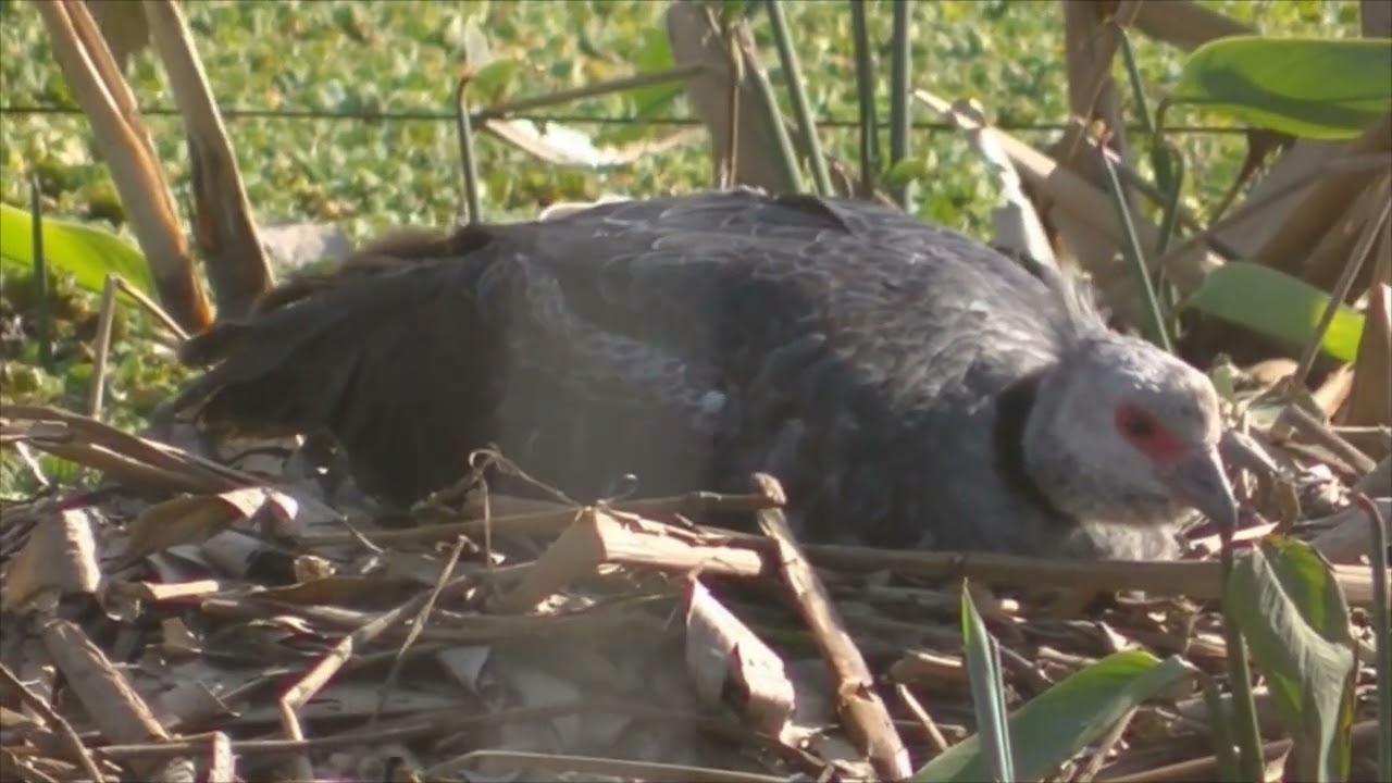 Utilidad del Junco para las aves Nido de Chajá Santa Fe Argentina 2023