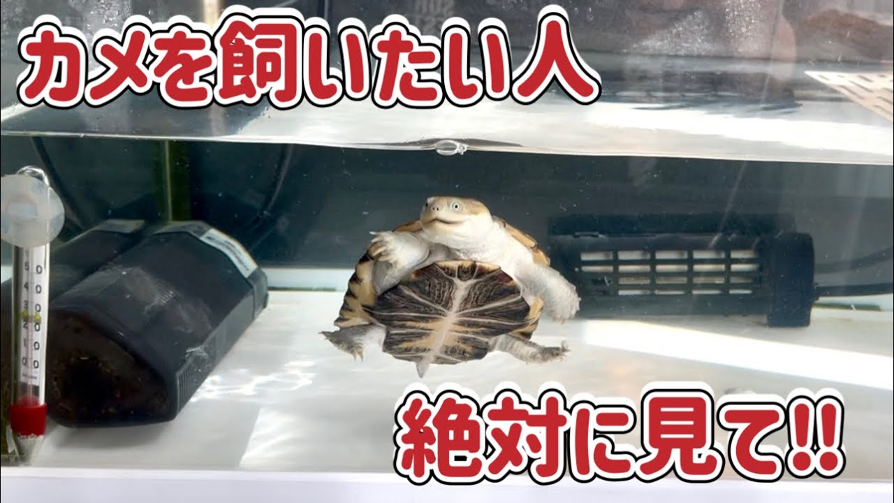 カメを飼ってみたい人、カメが好きな人に見てもらいたい動画です♪