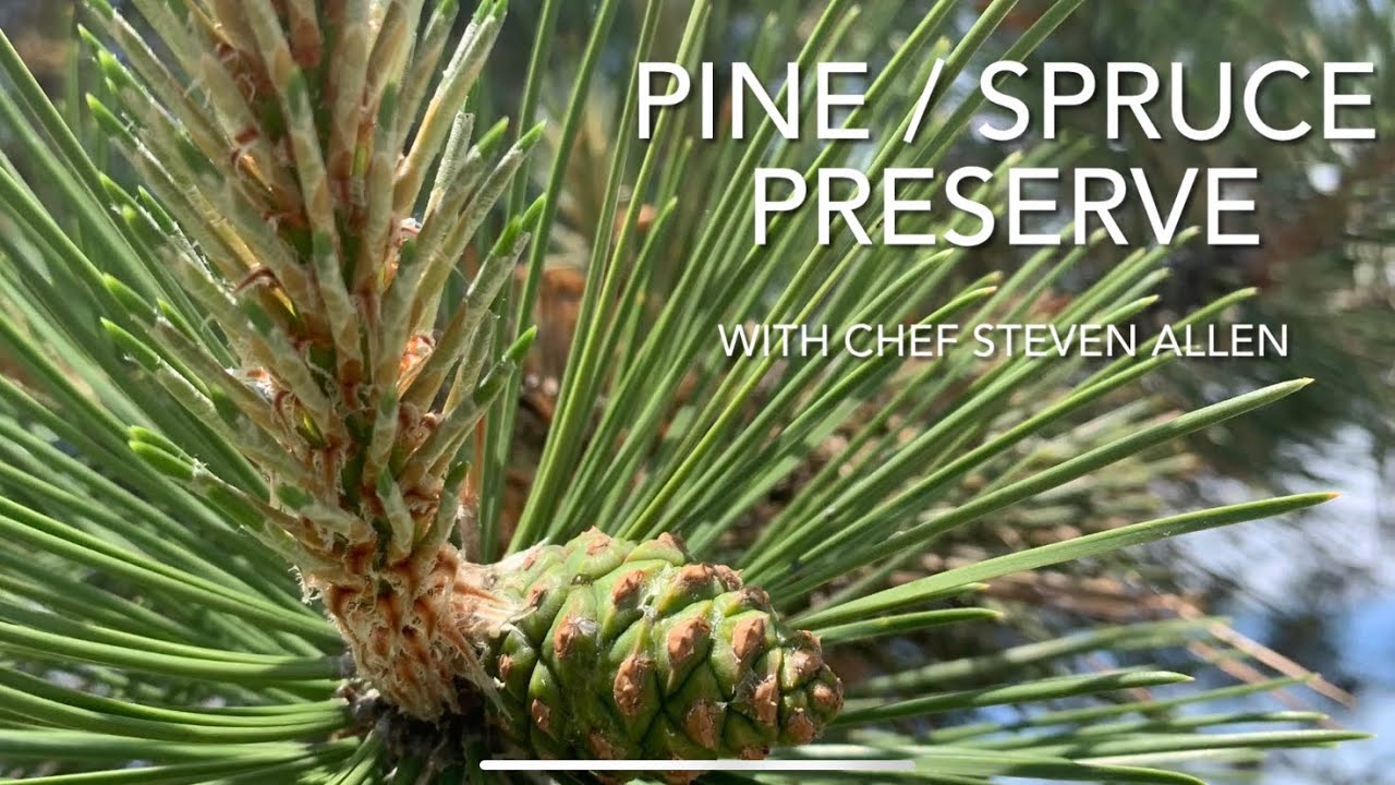 Pine and Spruce Preserve (Jam?)