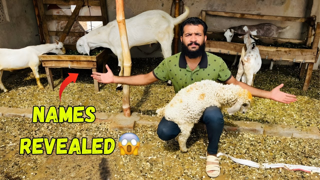 Name Revealed of My Goat Family! Meet My Adorable Goats🐐
