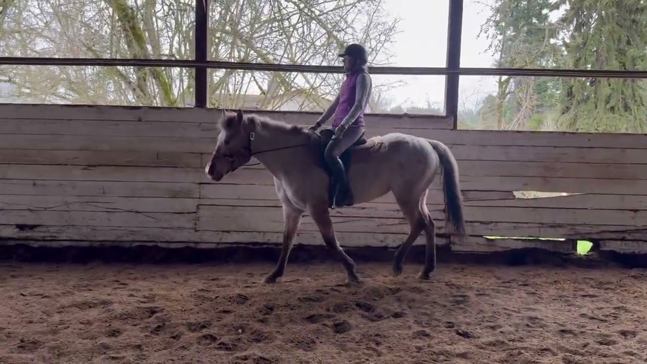 Bunny - 7 y.o. Appaloosa Mare- 2nd ride - February 16th, 2026