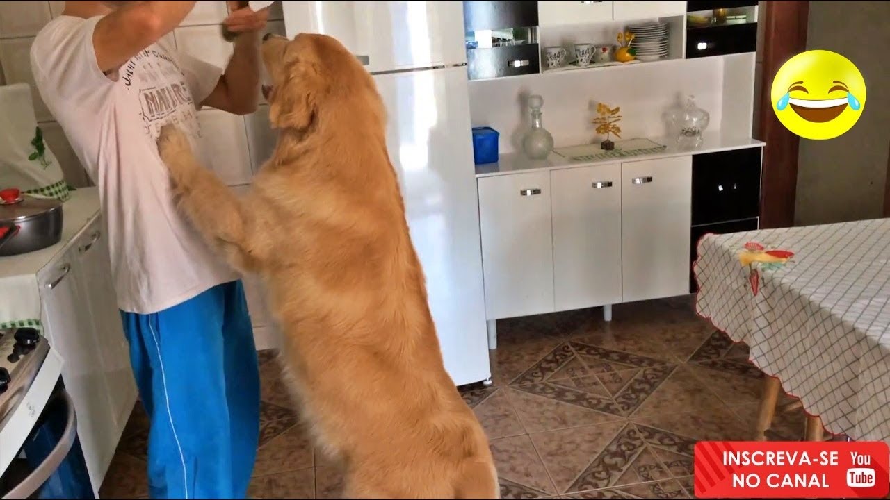 Golden.. Quase que me derruba em cima do Fogão!!!