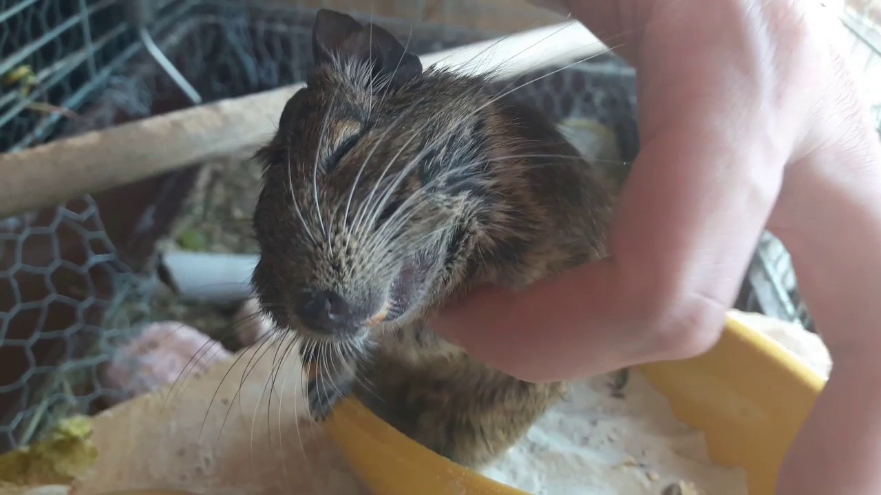 Happy Degu - Cute Degu enjoying scratching