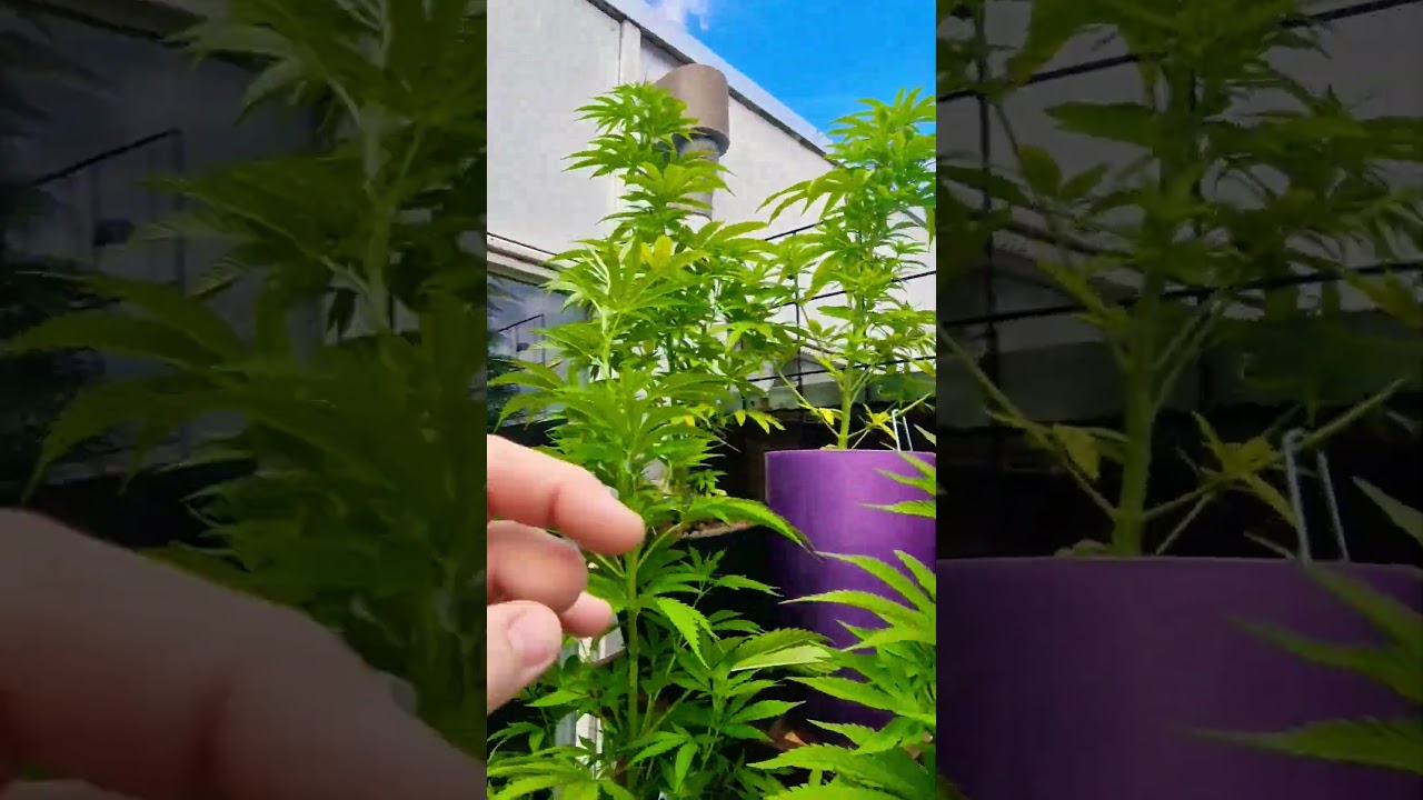 #cannabiscommunity420 #420 #garden #growerscommunity Mimosa Evo, Orange Tangie, White Widow