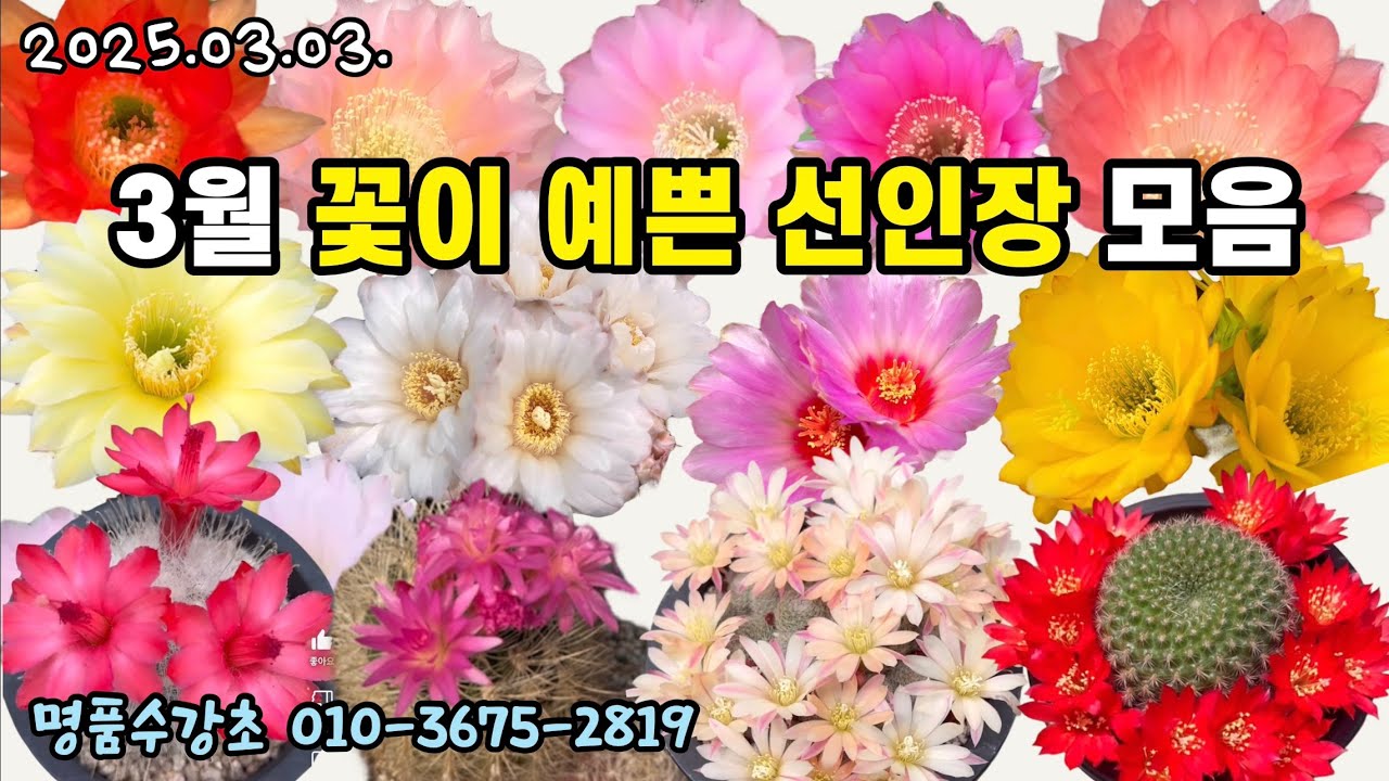 꽃이 예쁜 선인장 모음 (명품수강초 25.03.03.)