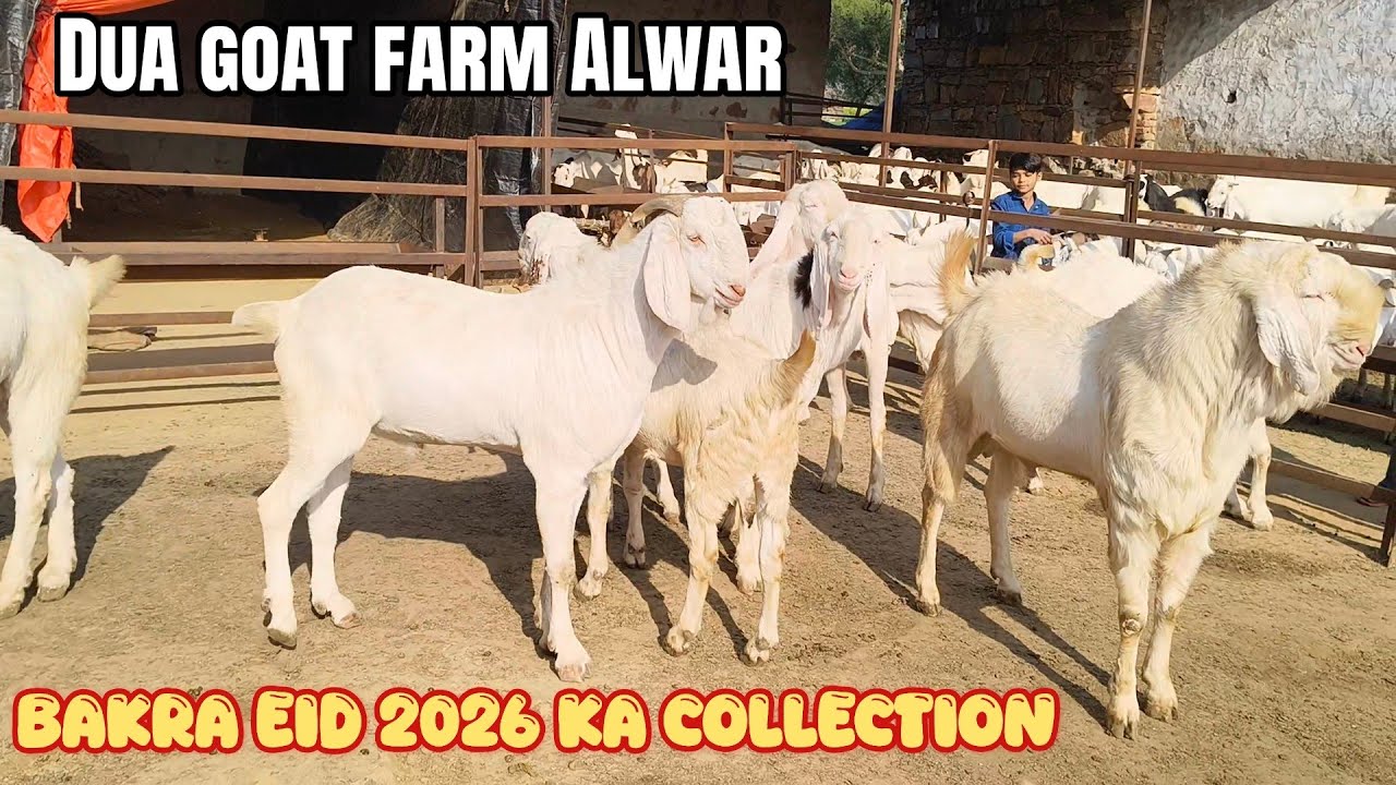 2026 Bakra Eid ka collection Gulabi Dua Goat farm+91 81786 97251 human brother