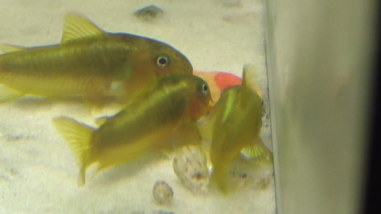 Kiryski Corydoras sp. CW 009 