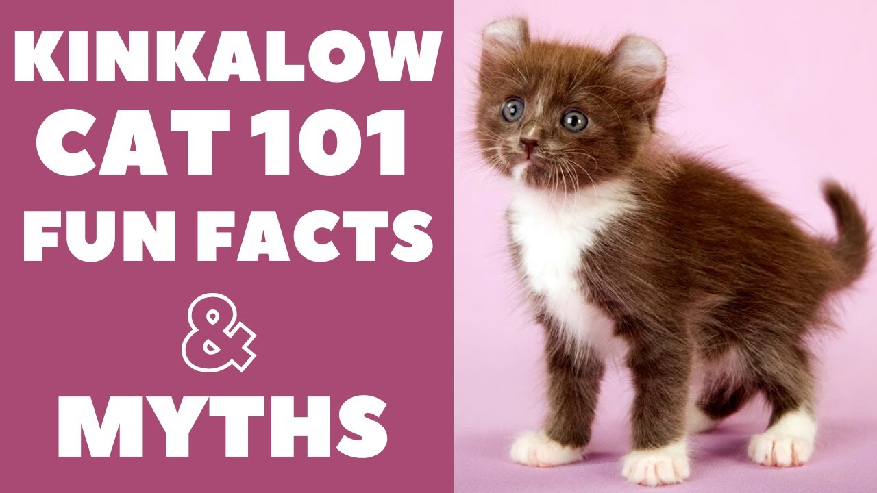 Kinkalow Cats 101 : Fun Facts & Myths