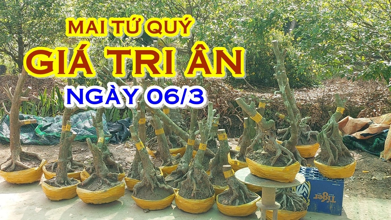 ANH HÙNG 📲 O977O98935 GIÁ TỐT - MAI TỨ QUÝ DÁNG ĐẸP GIAO LƯU NGÀY 06/3 
