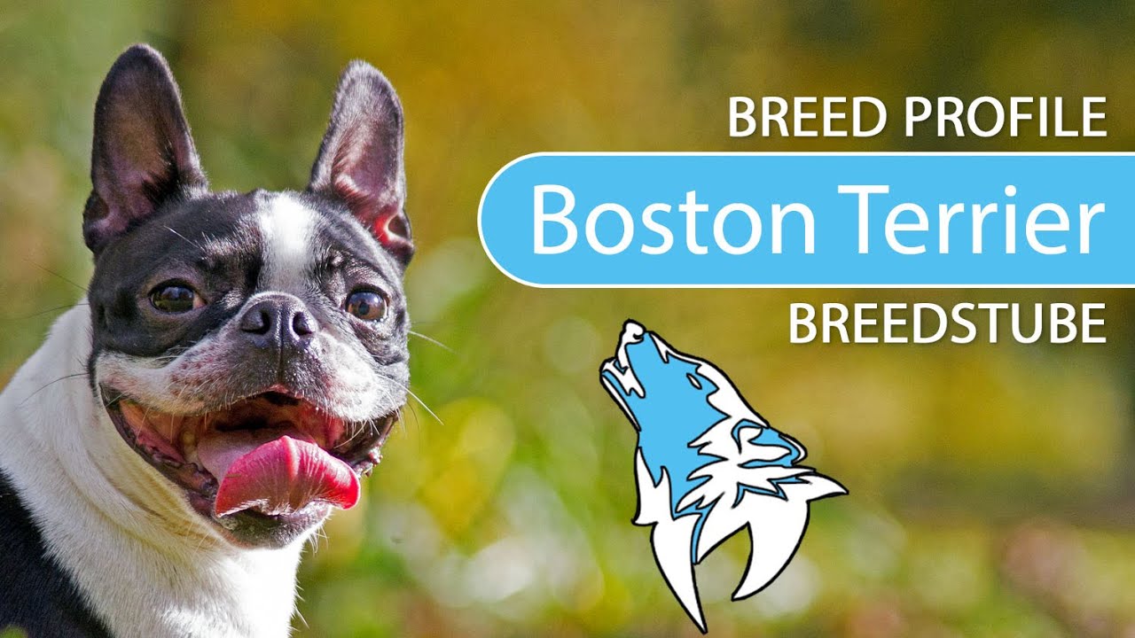 ► Boston Terrier Breed [2020] Temperament & Training