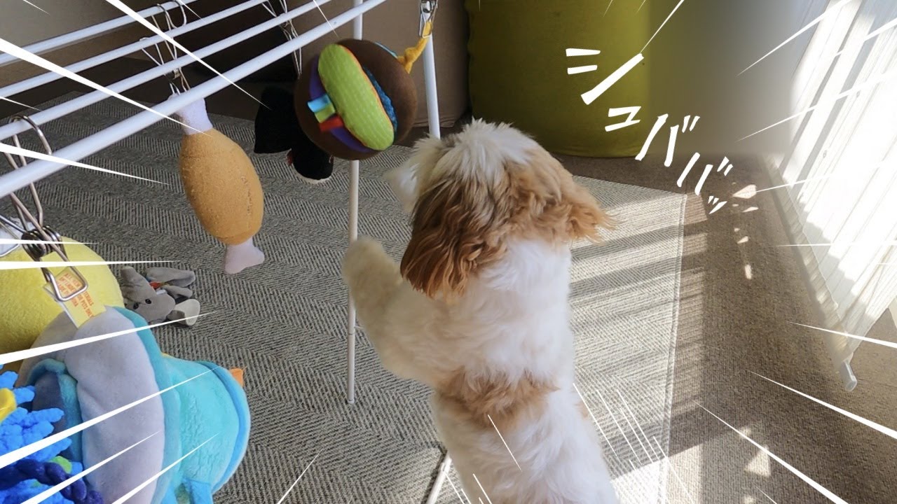 【シーズー】収穫の秋？？？息子がお家で”おもちゃ狩り”はじめましたw w w【犬Vlog】