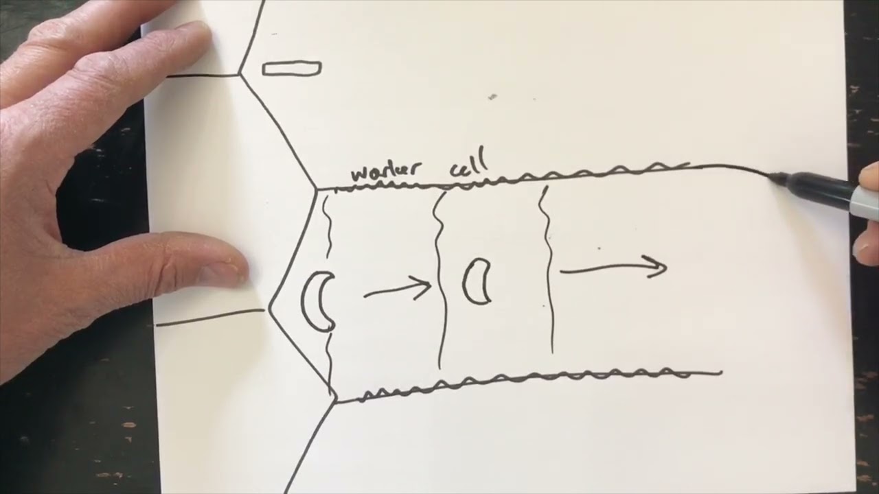 What are Emergency Queen Cells?