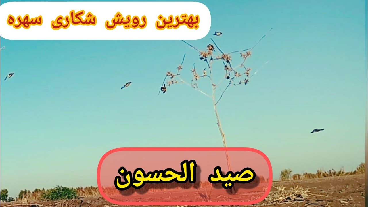 صید الحسون فی المغرب بللصق لی عشاق.بهترین رویش شکاری سهره 