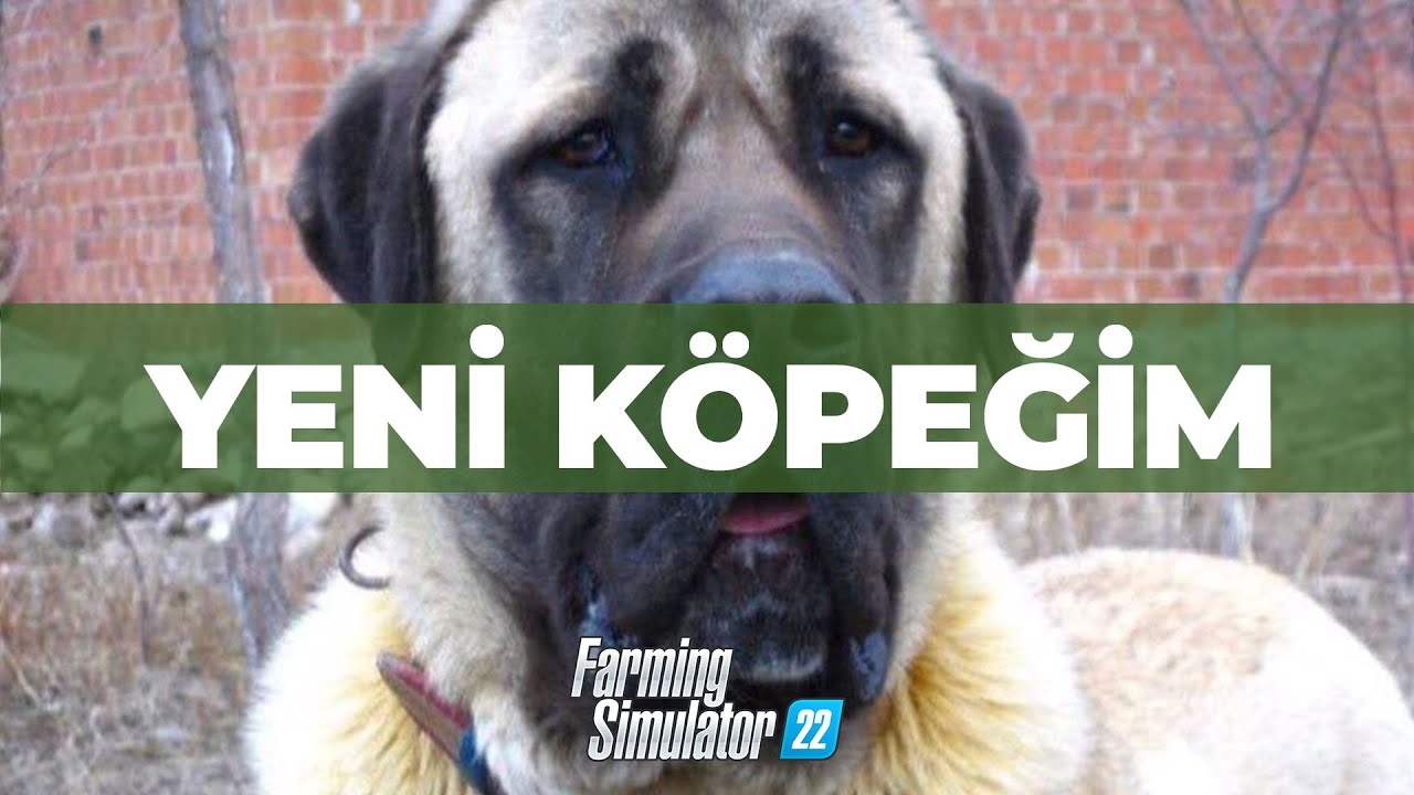YENİ KÖPEĞİM! - FARMING SIMULATOR