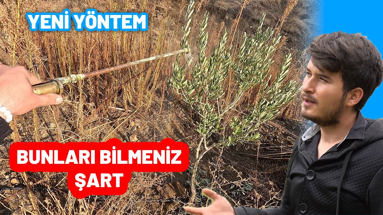 AMAN DİKKAT 😱 BU İŞLEM OLMADAN OLMAZ ❗️ Bunları Bilmeniz Şart | Köyde Yaşamak Zeytin Yetiştiriciliği