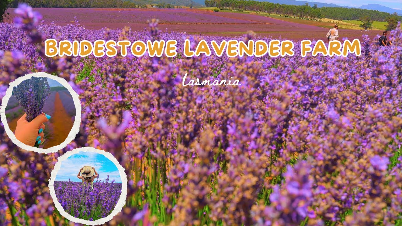 Exploring Bridestowe Lavender Farm: A Breathtaking Adventure!