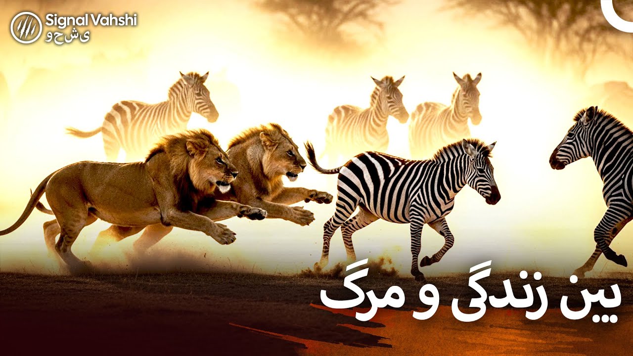 وقتی شیرها حمله می‌کنند: سرنوشت گورخرها | دوبله فارسی