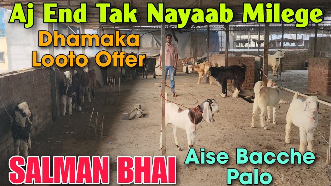 Ek Se Badh Ke Ek Nageene Bakre At SALMAN BHAI | Double Dhamaka Looto Offer Goat In Kalyan