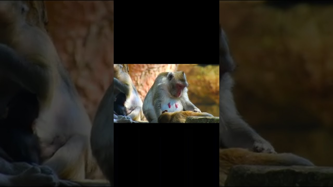 Amber monkeys group