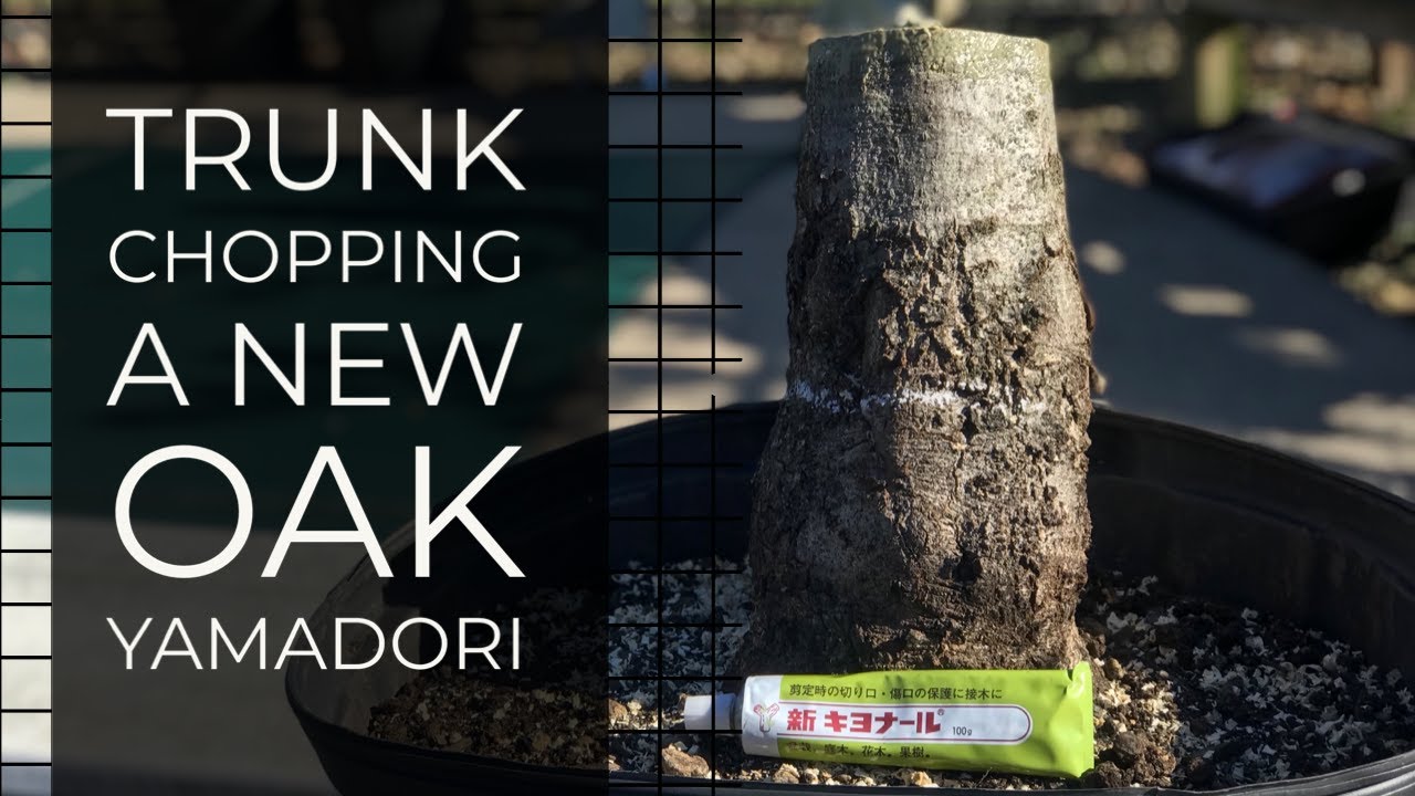 Oak Yamadori Trunk Chop for Bonsai - Learning from your feedback!