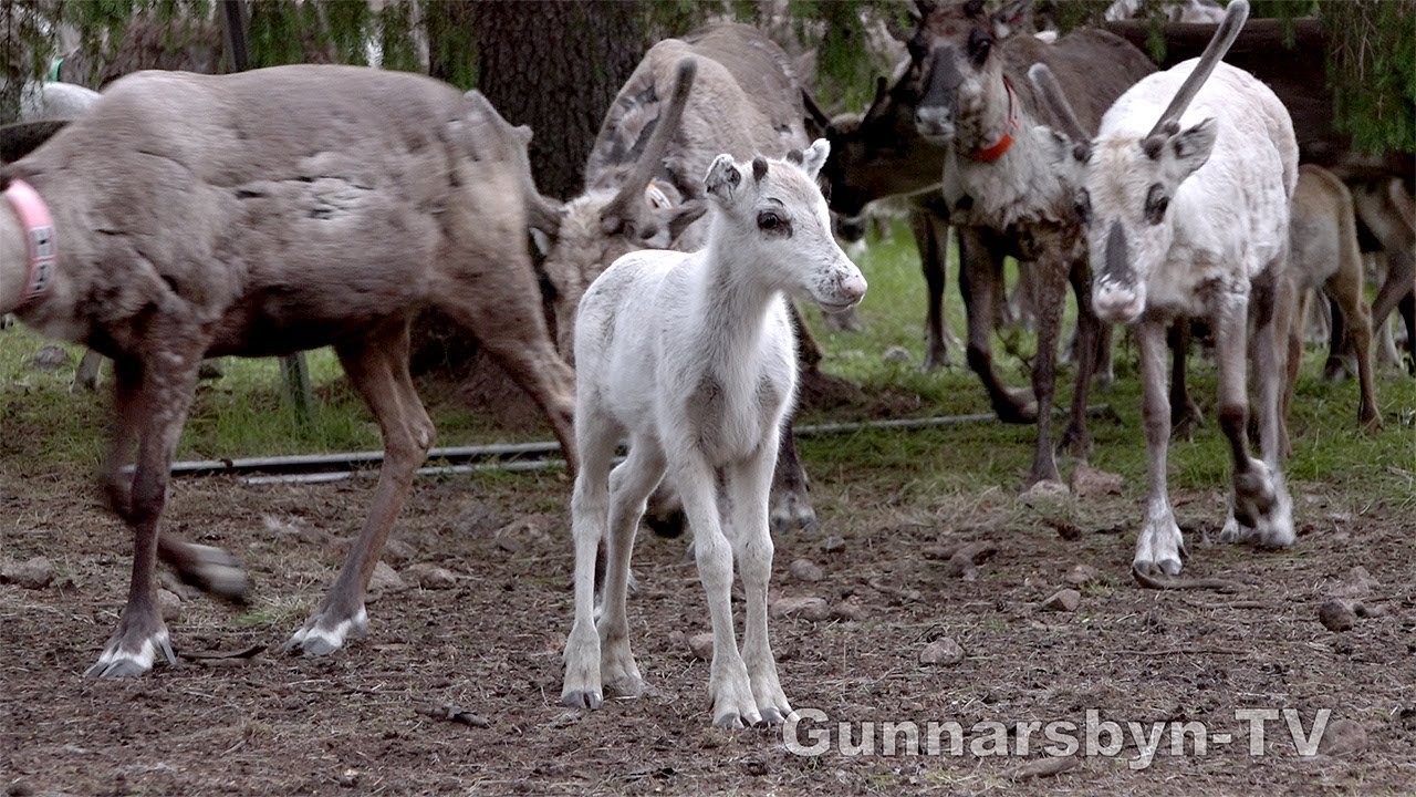 Gunnarsbyn-TV avsnitt 47 – Kalvmärkning