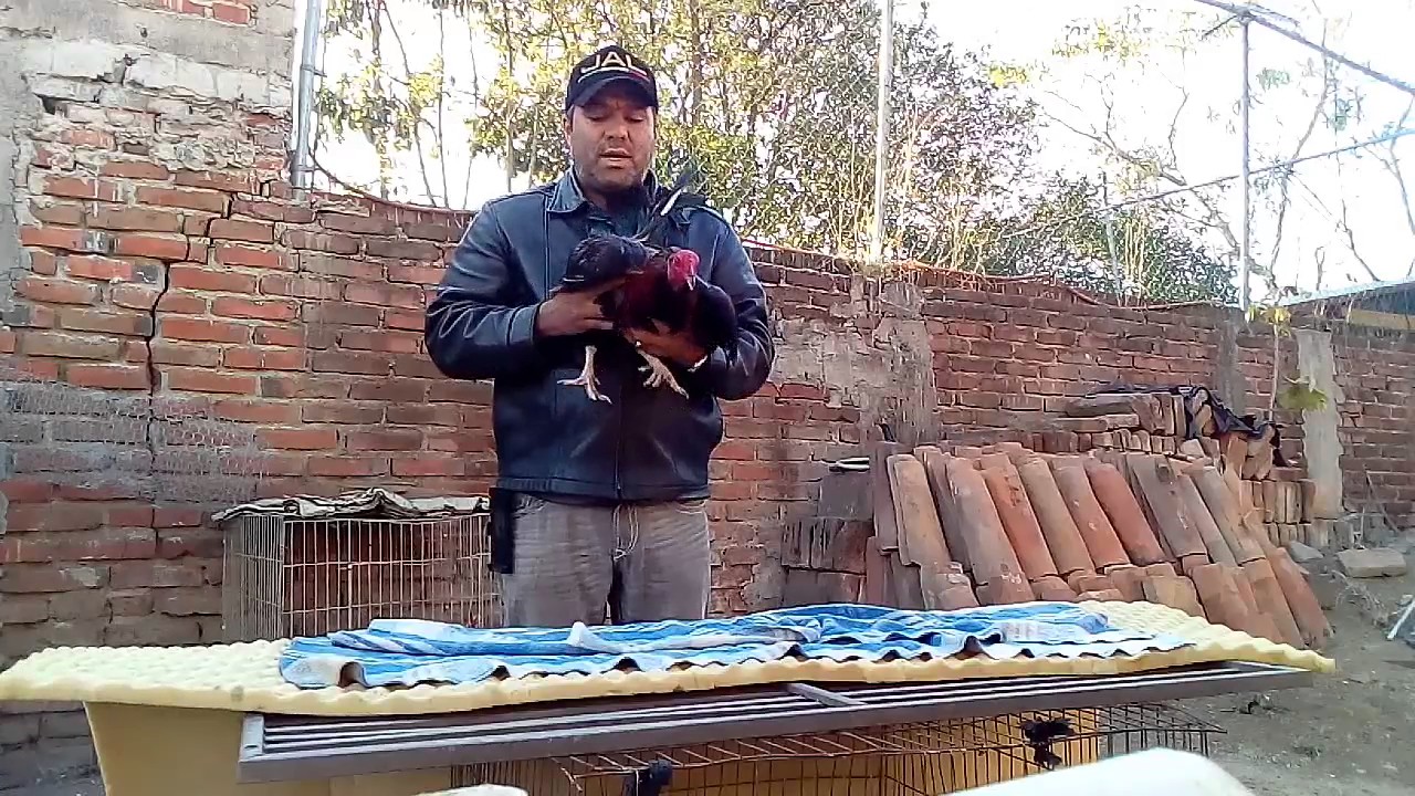 Unos pasos de como entrenar un gallo