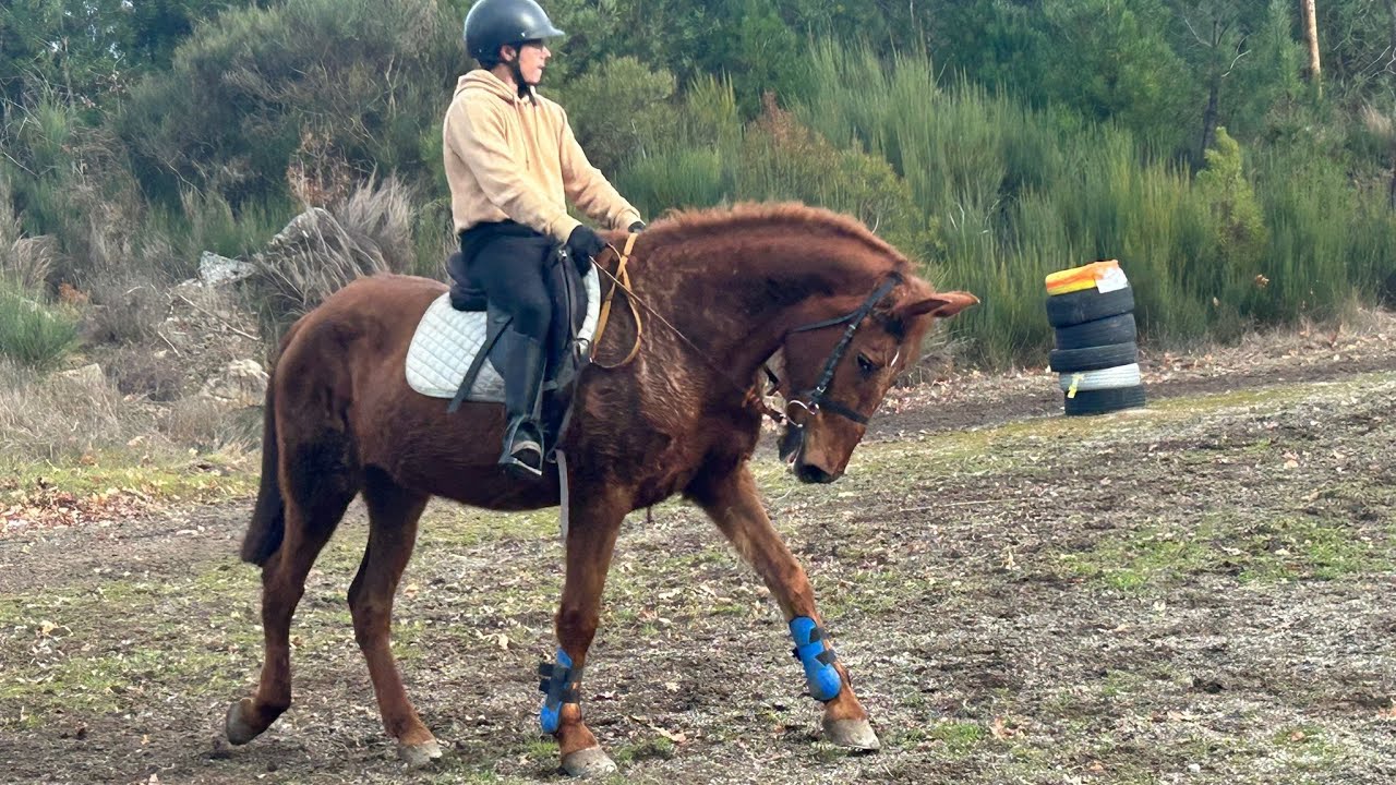 Equestrian Rider - IC