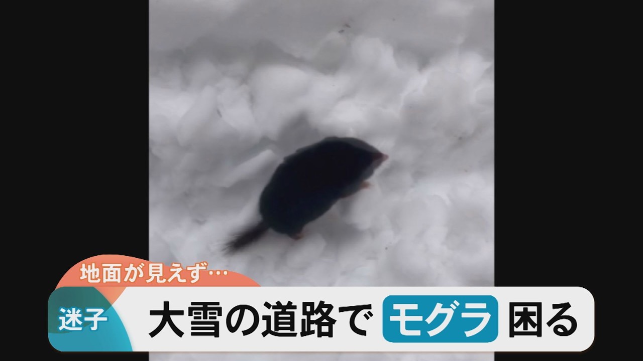 迷子？雪の道端に現れたのは…モグラ！餌を探しに出てきて帰れなくなってしまった模様