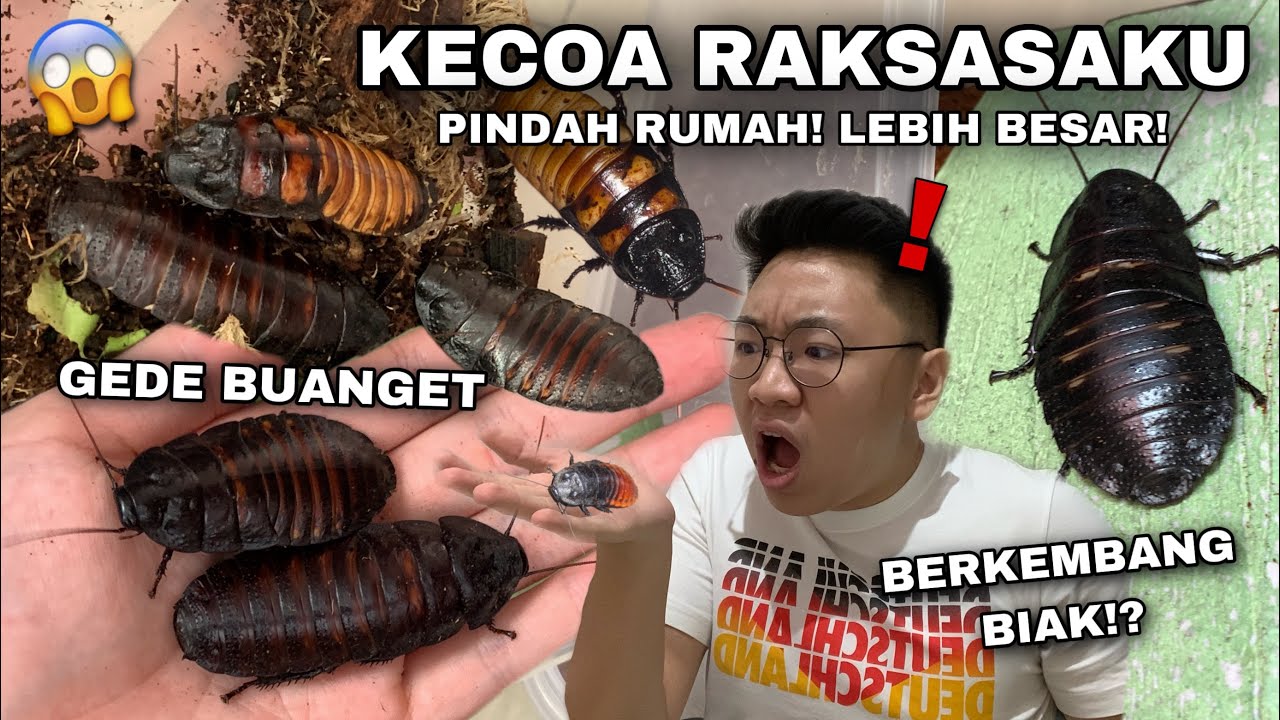 PINDAHIN PARA KECOA RAKSASAKU KE RUMAH BARU! SEMOGA MEREKA SUKA YAA!