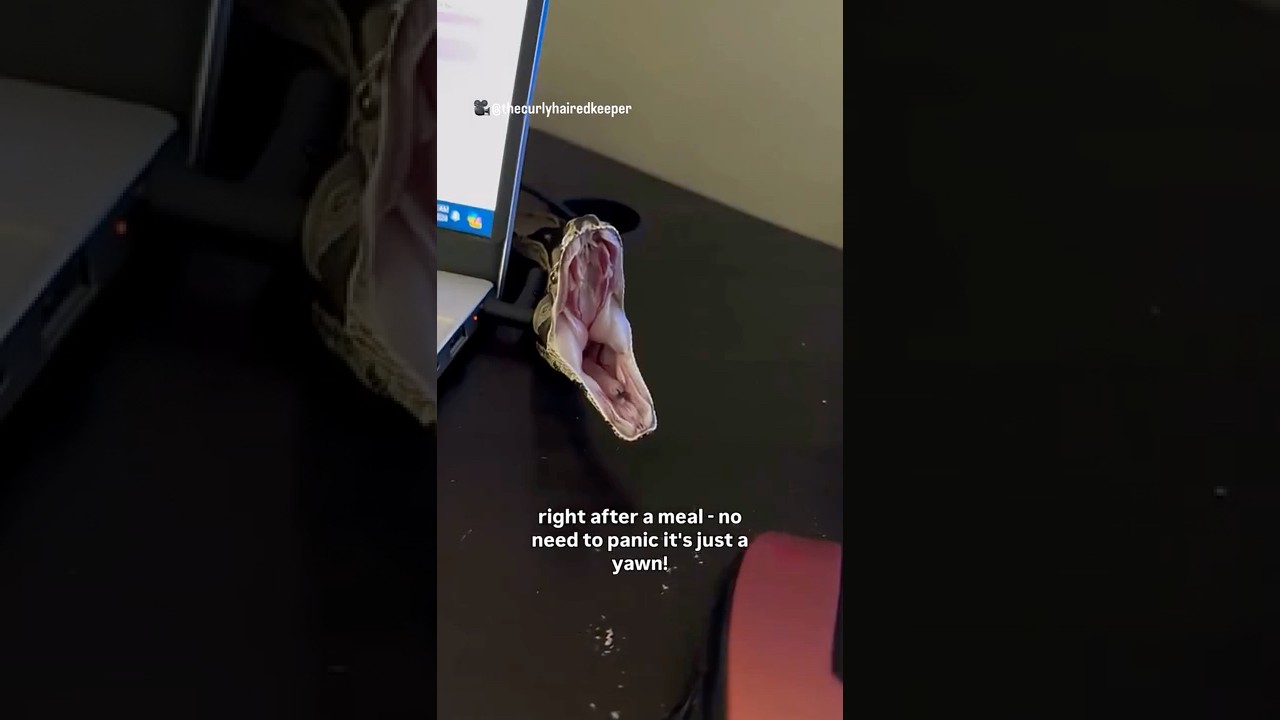 Is my pet snake yawning or sick? Reptile Care